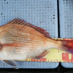 第二常豊丸 釣果