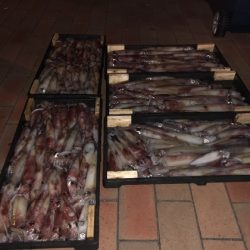 幸風（さちかぜ） 釣果