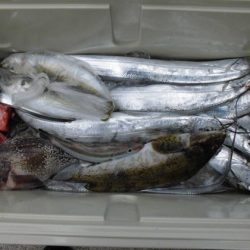 大進丸(新潟) 釣果