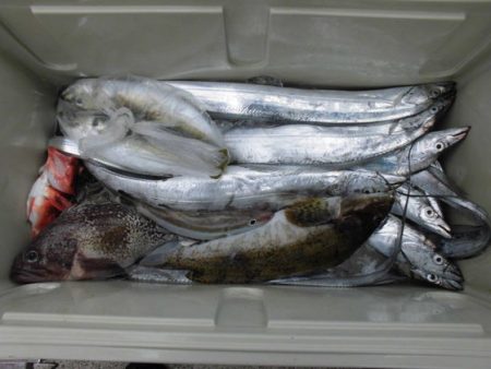 大進丸(新潟) 釣果