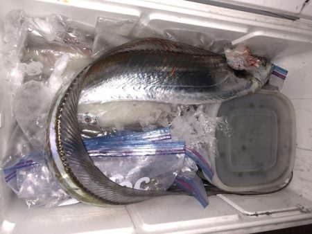 幸風（さちかぜ） 釣果