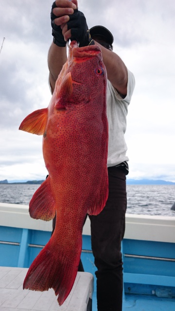 海晴丸 釣果