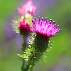 小菅トラウトガーデン 釣果