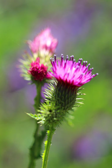 小菅トラウトガーデン 釣果