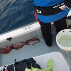 遊漁船ブルーウッズ 釣果