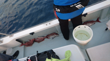 遊漁船ブルーウッズ 釣果