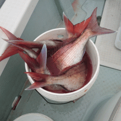 遊漁船ブルーウッズ 釣果