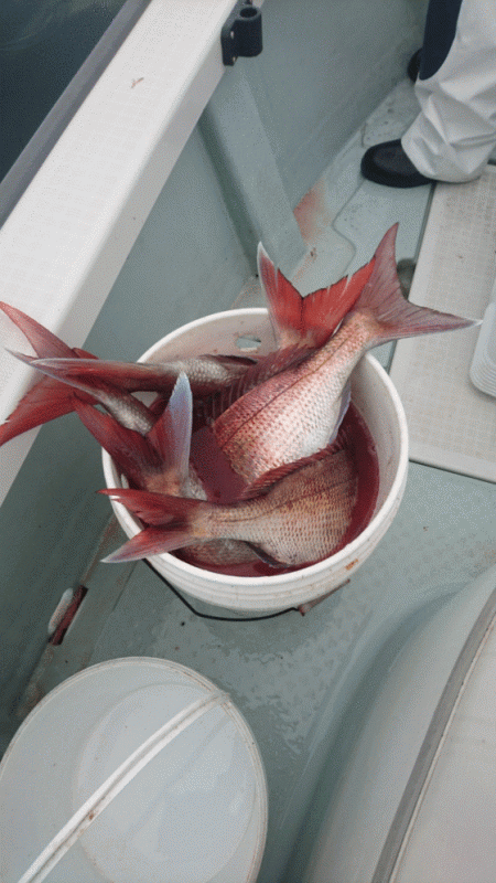 遊漁船ブルーウッズ 釣果