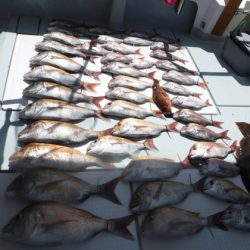 遊漁船 幸友丸 釣果