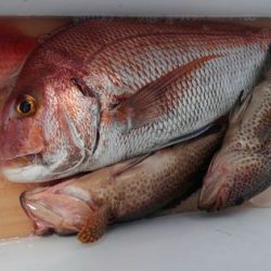 遊漁船 新鋭丸 釣果