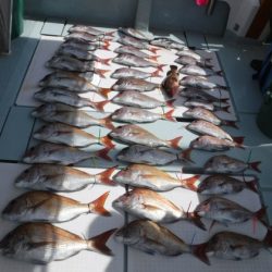 遊漁船 幸友丸 釣果