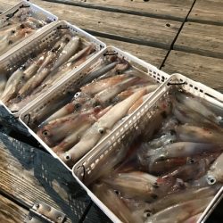 寿裕 （YOSHIHIRO） 釣果