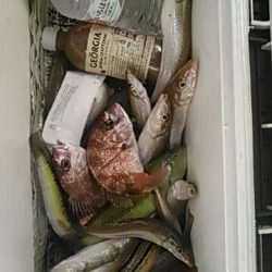 フィッシングガイド りょう 釣果