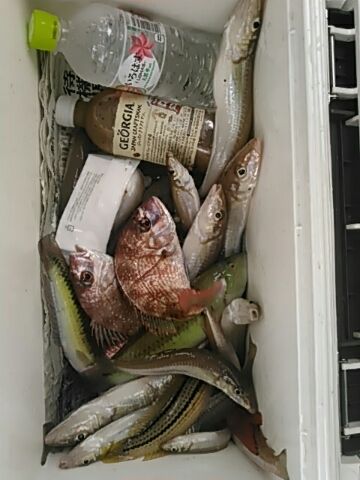 フィッシングガイド りょう 釣果