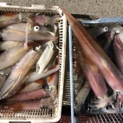 幸風（さちかぜ） 釣果