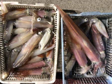 幸風（さちかぜ） 釣果