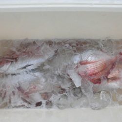 大進丸(新潟) 釣果