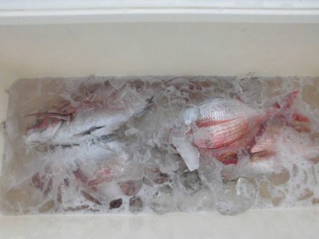 大進丸（新潟） 釣果