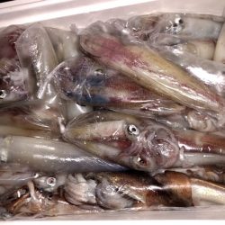 幸風（さちかぜ） 釣果