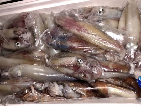 幸風（さちかぜ） 釣果