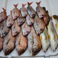 Marine T Design マリンティーデザイン 釣果