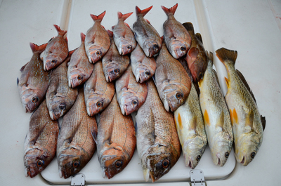 Marine T Design　マリンティ…