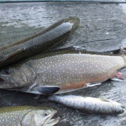 高萩ふれあいの里フィッシングエリア 釣果