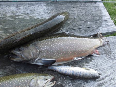 高萩ふれあいの里フィッシングエリア 釣果