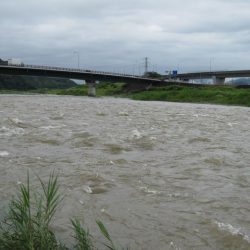 狩野川(狩野川漁業協同組合) 釣果