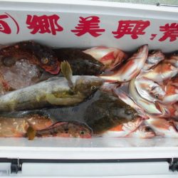 大進丸（新潟） 釣果