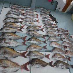 遊漁船 幸友丸 釣果