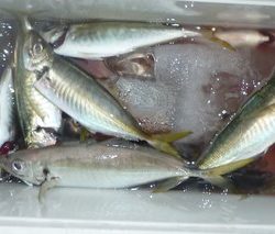 松福丸 釣果