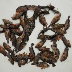 TOPGUN名古屋 釣果