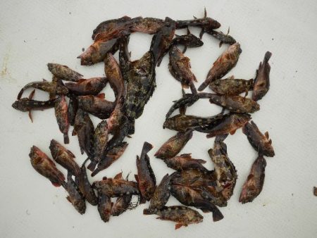 TOPGUN名古屋 釣果