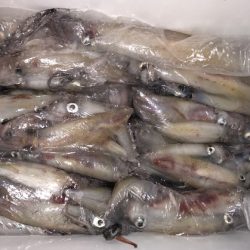 幸風（さちかぜ） 釣果