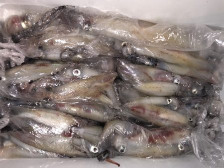 幸風（さちかぜ） 釣果