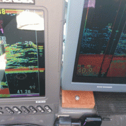 遊漁船ブルーウッズ 釣果