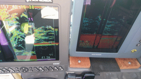 遊漁船ブルーウッズ 釣果