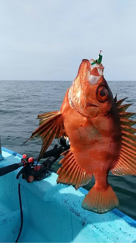 宝昌丸 釣果