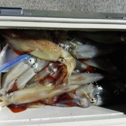 第二大福丸 釣果