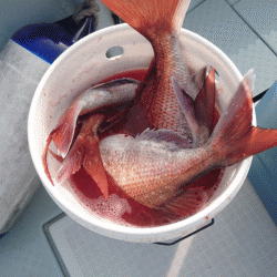 遊漁船ブルーウッズ 釣果