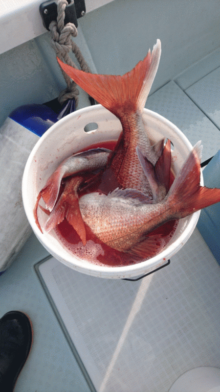 遊漁船ブルーウッズ 釣果