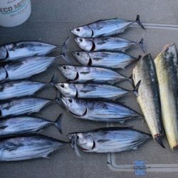 へいみつ丸 釣果