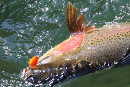 小菅トラウトガーデン 釣果