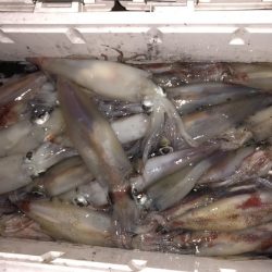 幸風（さちかぜ） 釣果