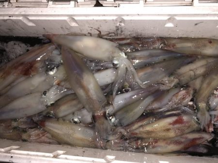 幸風（さちかぜ） 釣果