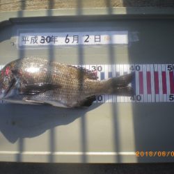 姫路市立遊魚センター 釣果