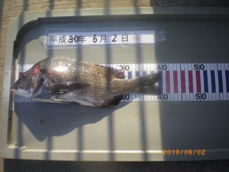 姫路市立遊魚センター 釣果