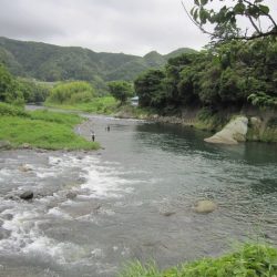 狩野川(狩野川漁業協同組合) 釣果