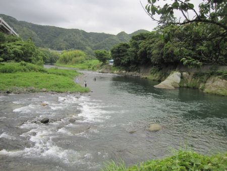 狩野川(狩野川漁業協同組合) 釣果